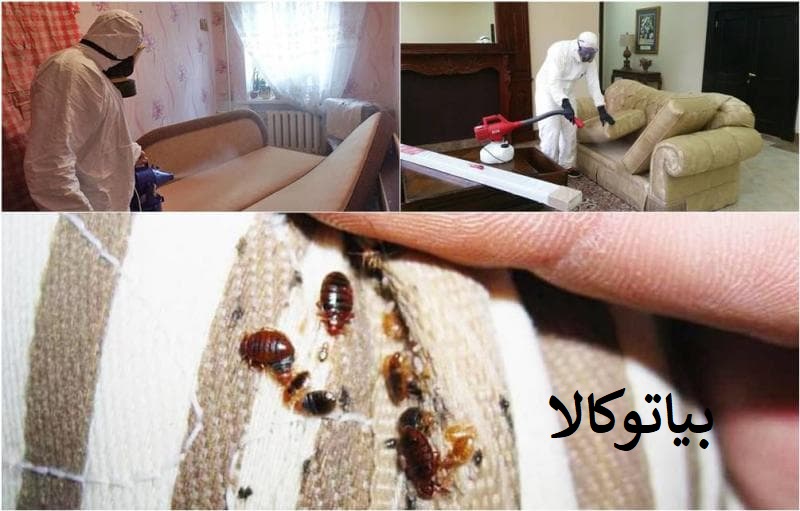 ریشه کنی ساس در خوابگاه